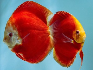 red-melon-discus--1-.jpg